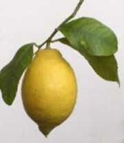 павловский лимон