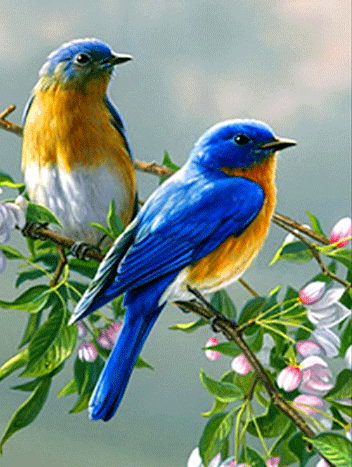 Пернатые покорители неба