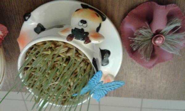 Библиотечный «Экодворик»