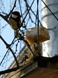 Синичкин день