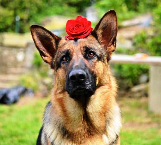 О самых верных