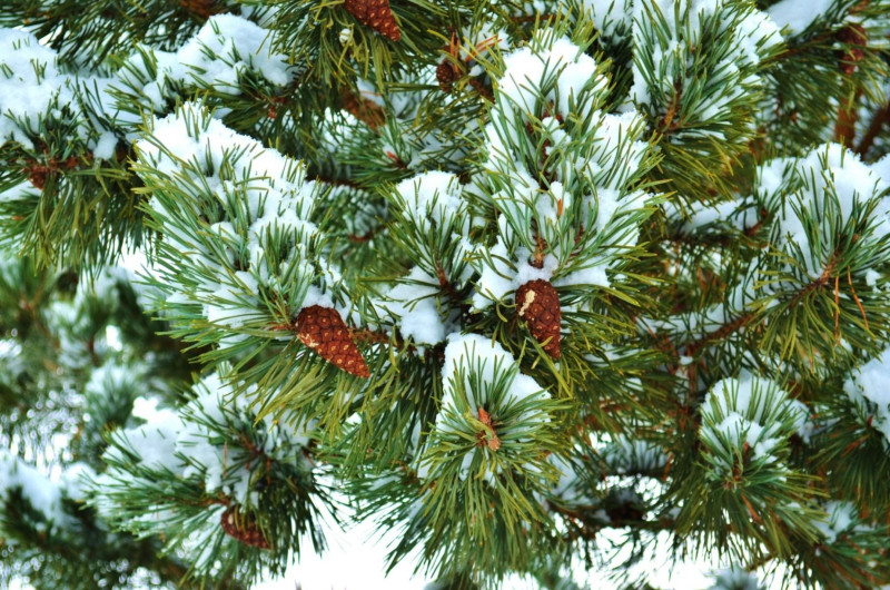 Зелёная пушистая, смолистая, душистая