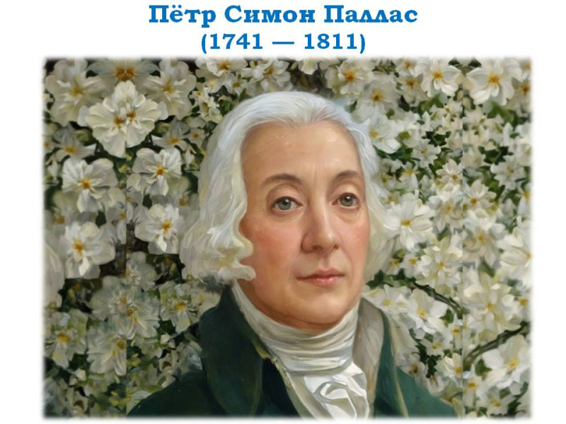Пётр Симон Паллас — исследователь Урала